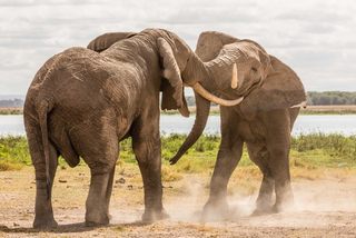 Elefanten in Samburu