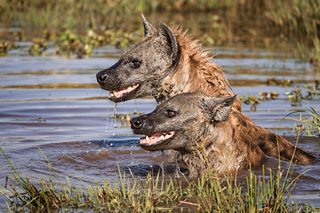 Hyänen im Wasser