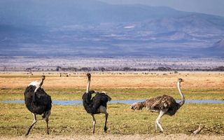 Vogelstrauß Tsavo Ost