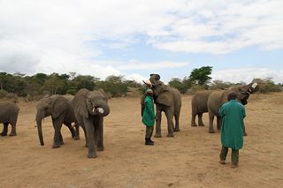 Elephants with their keeper