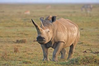 Nashorn Ngorongoro Krater