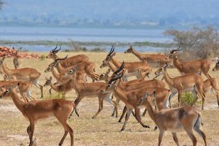 Antilopen in Uganda (Credit: Werner Uwe Roettgering)