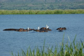 Flusspferde in Mburu