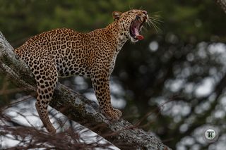 Leopard (credit: Thorsten Hanewald)