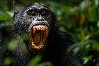 schimpansen kyambura schlucht