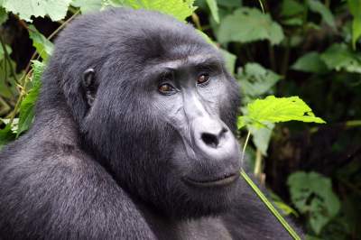 Gorilla Trekking Uganda im Bwindi im Rushaga Gebiet