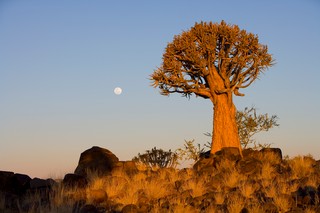 Kalahari