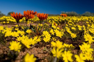 Blumen