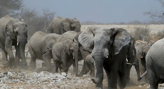Elefanten im Etosha