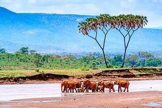Elefanten Samburu