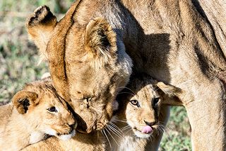 Löwenfamilie Masai Mara