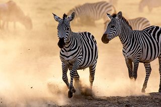 Zebras Sweetwaters