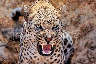 Leopard Masai Mara