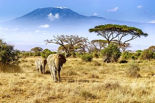 Elefanten Kilimanjaro