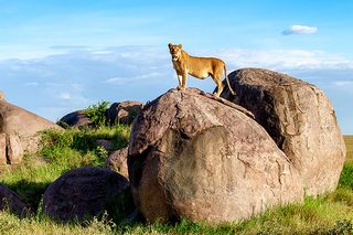 Löwin in der Masai Mara
