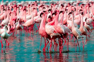Flamingos by Benny Rebel