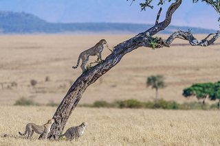 Geparden Masai Mara