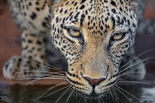 leopard by Benny Rebel