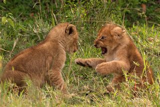 Löwen Babys