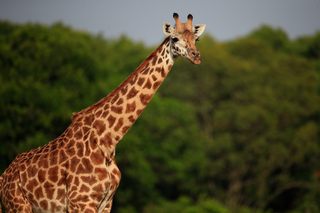 Giraffe im Amboseli