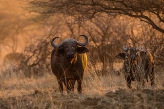 Büffel in der Masai Mara