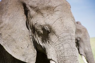Elefant Amboseli