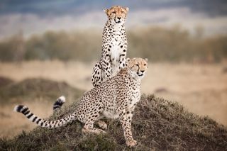 Geparden in Masai Mara