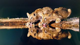 Löwen photohide