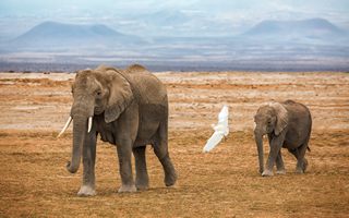 Amboseli
