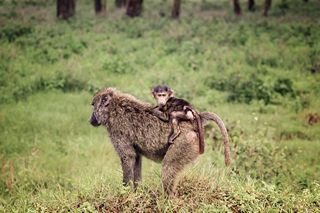 Baboons