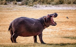 Hippo
