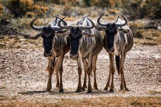 Gnus