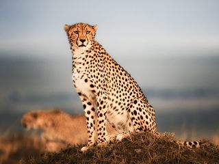 Gepard