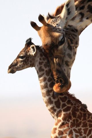 Giraffen im Amboseli