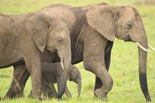 Elefanten in Samburu