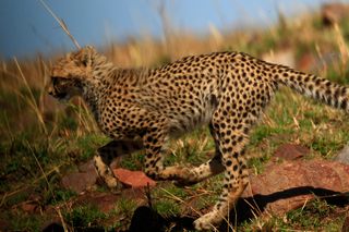 junger Gepard in Samburu