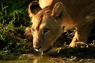 Löwe in der Masai Mara