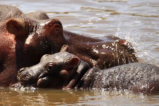 Flusspferde in der Masai Mara