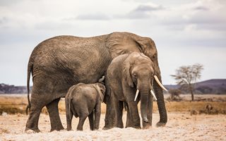 Elefanten im Amboseli