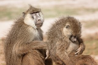 Baboons im Amboseli