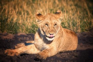 Löwe im Tsavo West