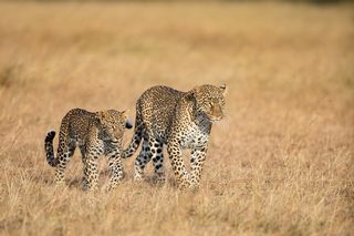 Leoparden - Reiner Harscher