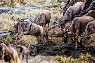 Flussüberquerung Masai Mara