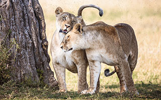 Löwen im Amboseli