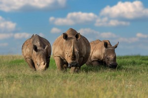 Nashörner drei Nashörner in der Savanne