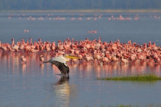 Flamingos im Nakuru