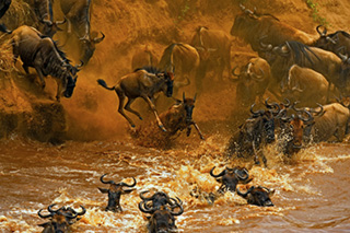 gnuwanderung masai mara