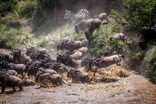 Flussüberquerung der Gnus in der nördlichen Serengeti