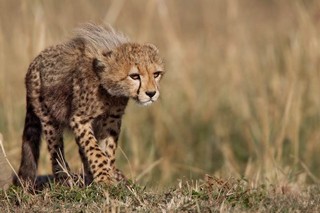 Gepard