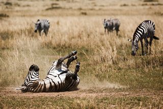 Zebra in Nakuru